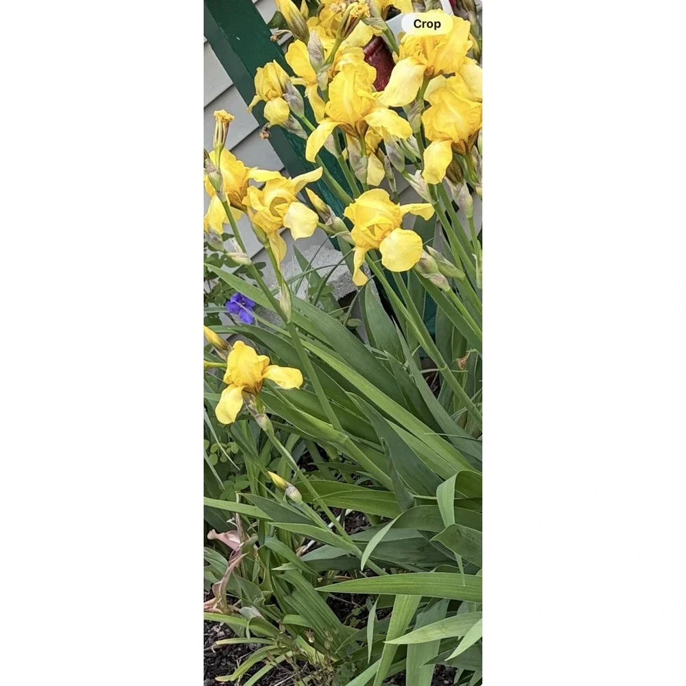 Beautiful Light Yellow Bearded Iris -‎ 5 Rhizomes  Tall Perennials Full Sun
